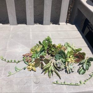 lmtomg succulents